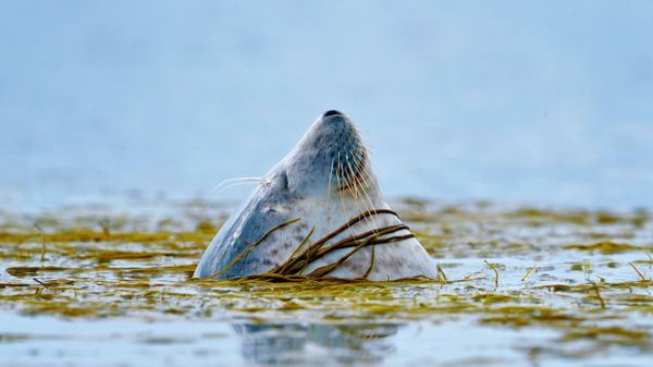 A harbour seal near Islay, Scotland