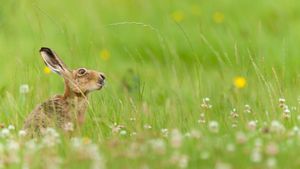 European hare, West Midlands, England (© Jake Stephen/Moment/Getty Images)(Bing United Kingdom)