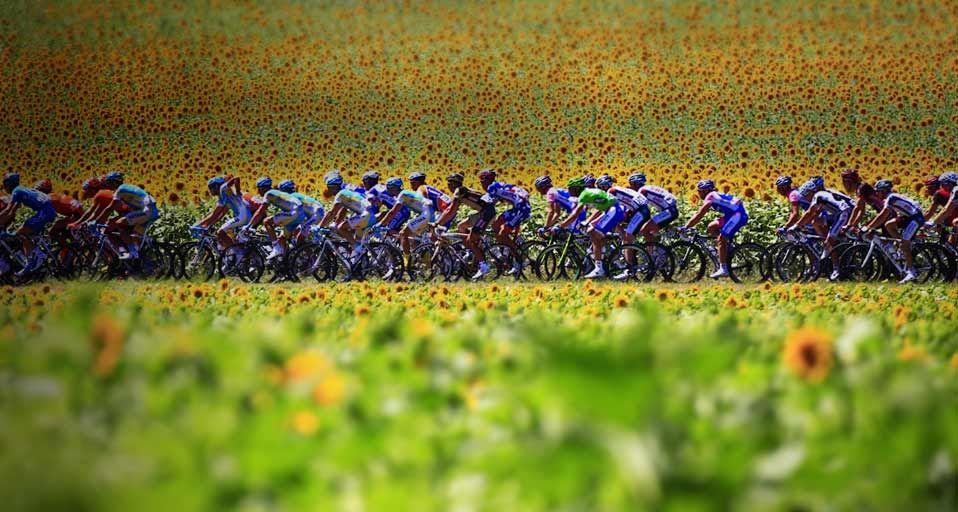 Cyclists in the 2010 Tour de France pass by a sunflower field between Revel and Ax-Trois-Domaines, France
