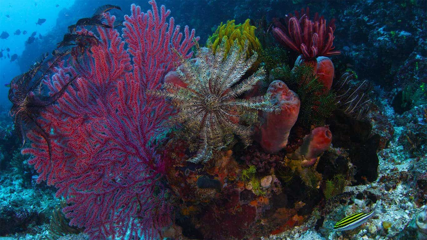 Gorgonian coral, crinoid, and sponges, Komodo National Park, Indonesia
