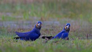 Hyacinth macaws, Pantanal, Brazil (© David Pattyn/Minden Pictures)(Bing New Zealand)