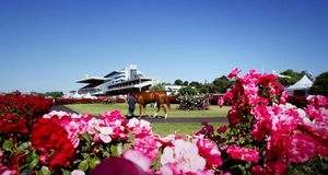 Horse and roses at Flemington Racecourse, Melbourne, Australia (© Mark Dadswell/Getty Images) &copy; (Bing Australia)