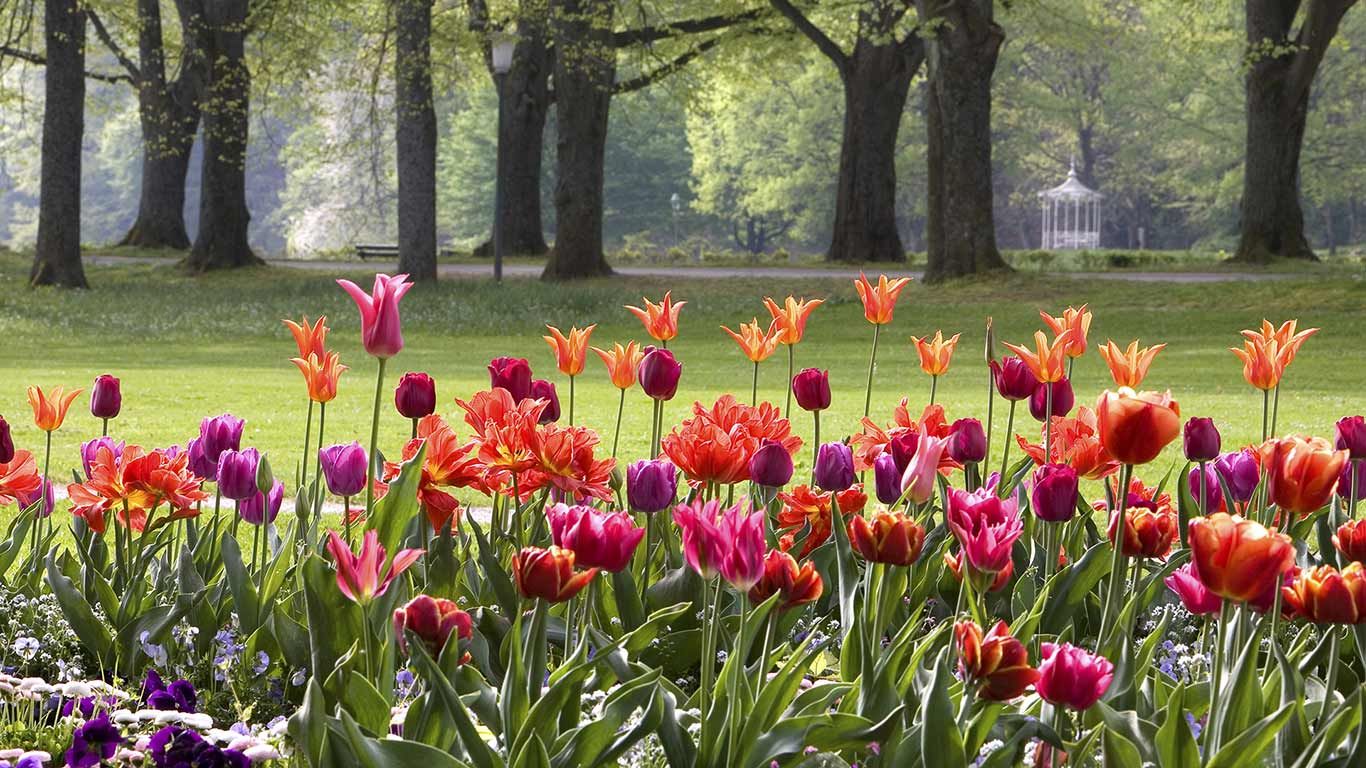 Tulpen, Baden-Baden, Baden-Württemberg, Deutschland