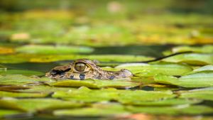 Young black caiman, Tambopata National Reserve, Peru (© Maxime Aliaga/Minden Pictures)(Bing Canada)