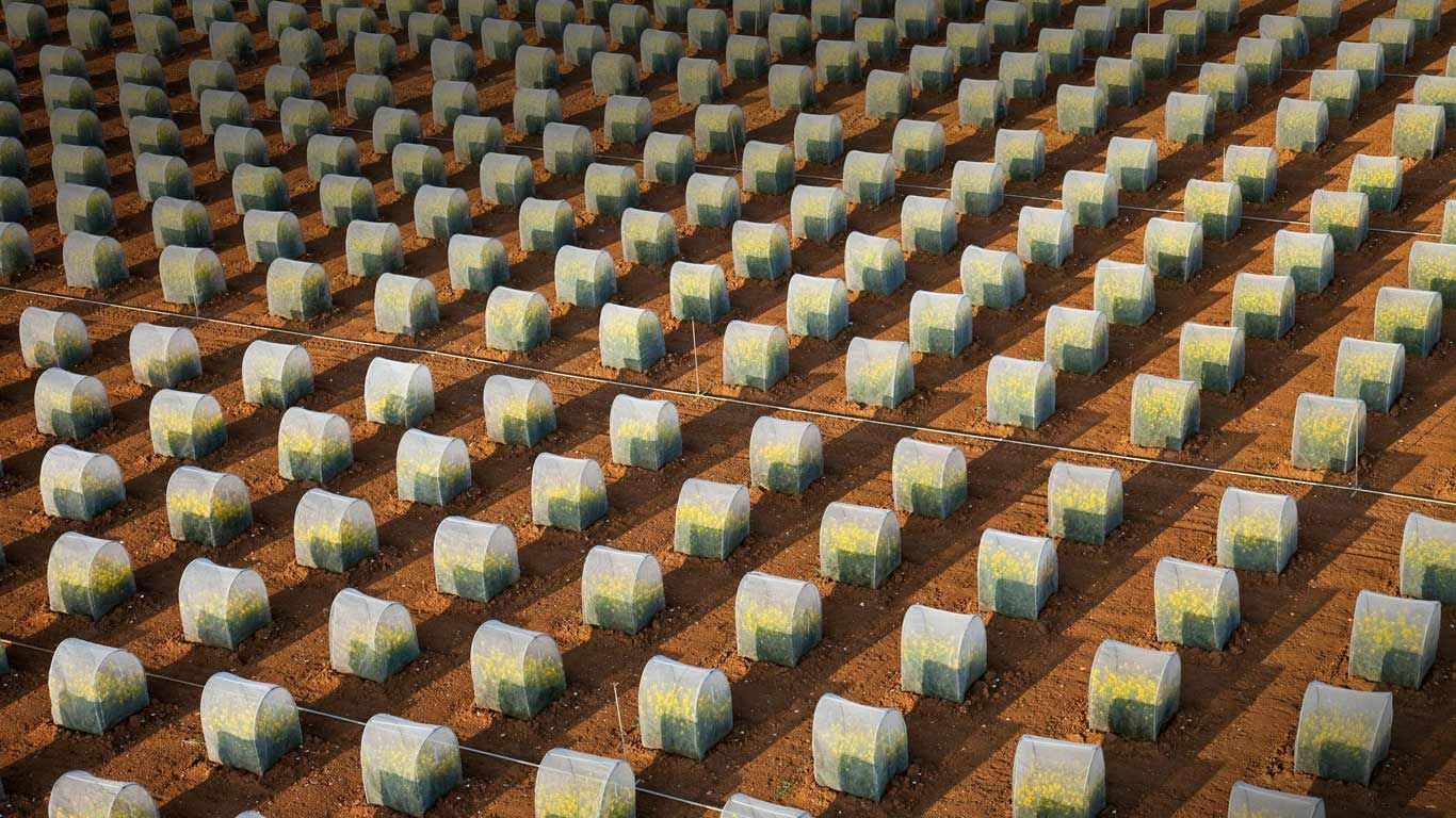 Tests of rapeseed crops, isolated parcels under tunnel to avoid crossings (aerial view), Oucques, Loir-et-Cher, France