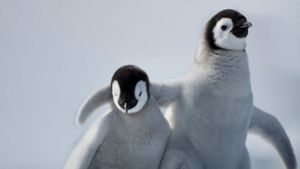 南极洲雪丘岛上的帝企鹅幼崽 (© Paul Souders/Corbis)(Bing China)