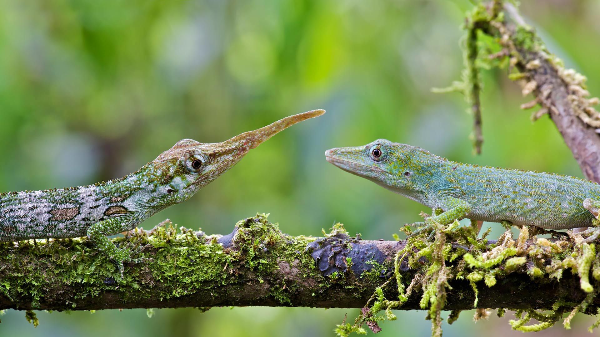 Male and female Ecuadorian horned anoles in Mindo, Ecuador, South America