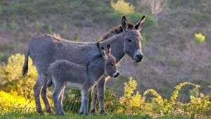 Sardinian donkey mare and foal, France (© Klein & Hubert/Nature Picture Library)(Bing United States)