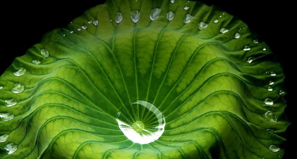 LotusLeafLake