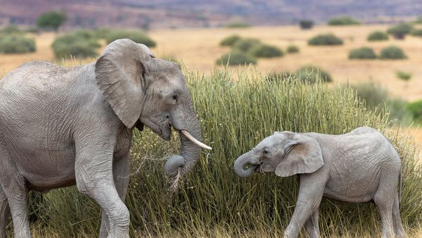 Desert elephant with calf feeding on tall grass, Namibia