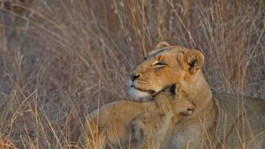 母子ライオン, 南アフリカ  (© Andrew Coleman/Getty Images)(Bing Japan)