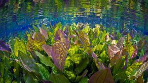 Vue sous l’eau de l’Aquário Natural avec plantes d’eau douce et poissons, Rio Baia Bonito, Mato Grosso do Sul, Brésil (© Michel Roggo/Minden Pictures)(Bing France)
