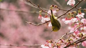 一只在樱花树上嬉戏的绿绣眼（© Reece Cheng/500px）(Bing China)