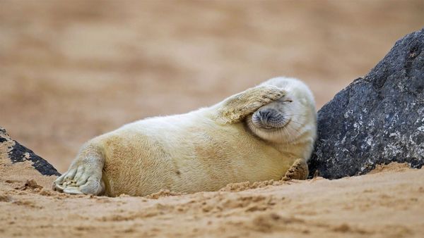 Gray seal pup resting on a beach in Blakeney National Nature Reserve, England