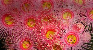 Close-up of Eucalyptus flower with ants crawling inside (© Oliver Strewe/Lonely Planet Images) &copy; (Bing Australia)