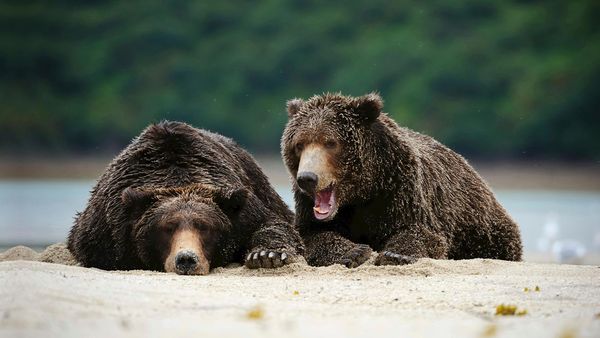 Brown bears in Katmai National Park, Alaska, USA