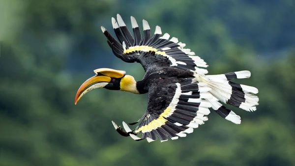 Great hornbill in West Bengal, India