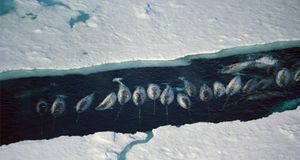 Narwhal whales group in an ice break near Baffin Island, Nunavut, Canada -- Minden Pictures/Masterfile &copy; (Bing New Zealand)