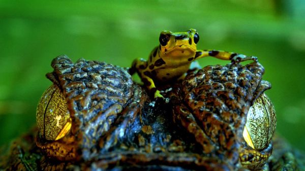 Poison arrow frog on Spectacled caiman