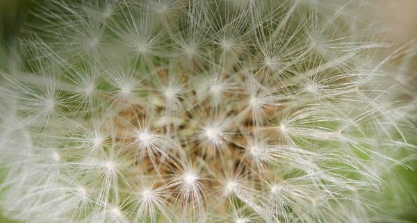 Dandelion