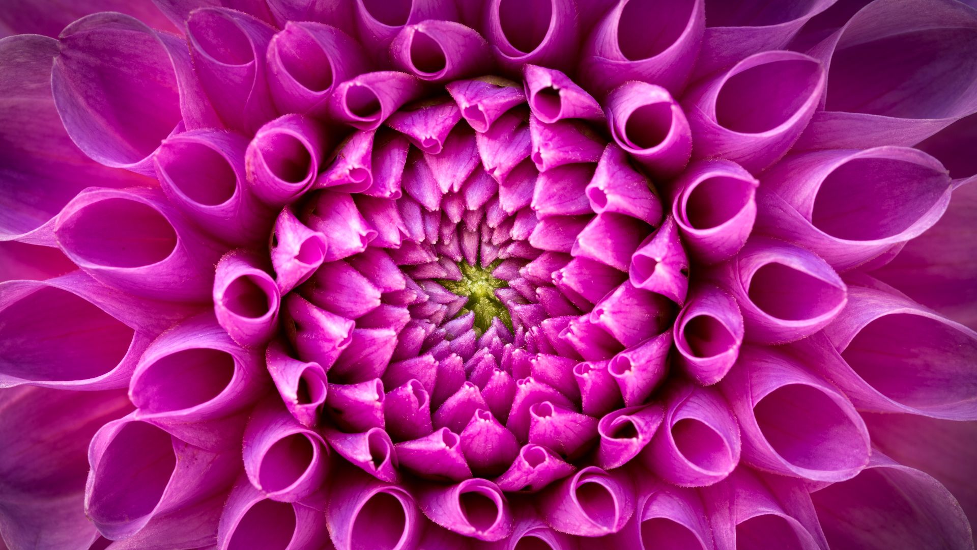 Pink dahlia flower