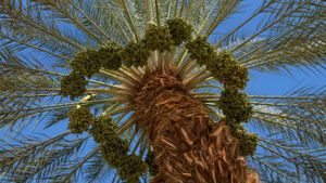 Fruiting date palm tree (© Noam Armonn/Corbis)(Bing United States)