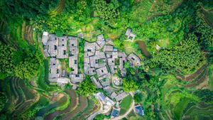 Tea garden at Yangjiatang Village, Songyang County, China (© feng xu/Getty Images)(Bing Australia)