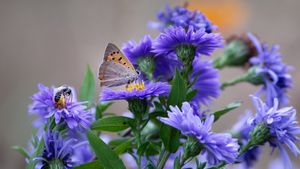 Papillon et abeille butinant délicatement une fleur aster (© Viviane Caballero/500px Viviane Caballero/500px/Getty Images)(Bing France)