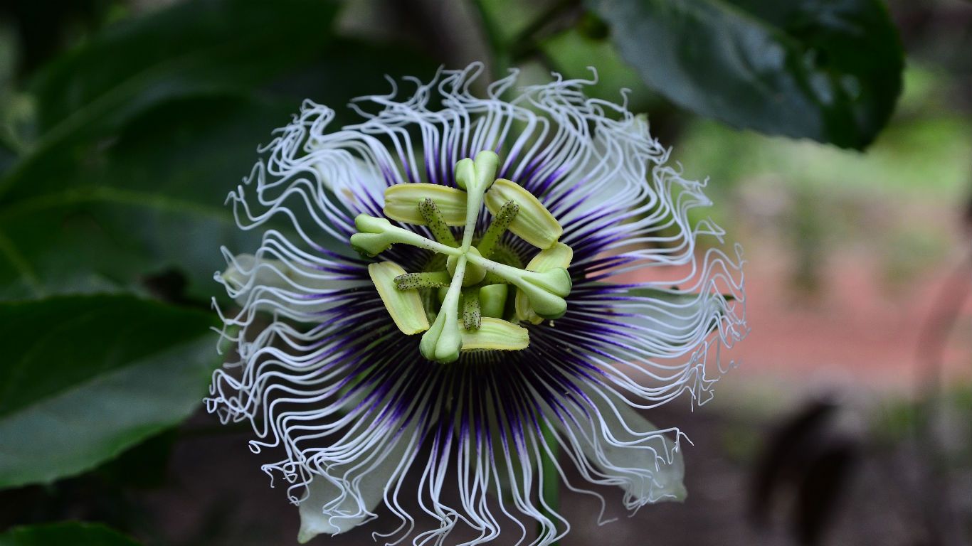 Passion flower