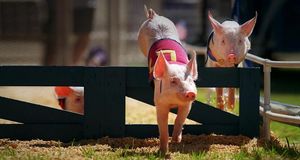 All-Alaskan Racing Pigs leap over the fence along the pig race track at the Alameda County Fair  -- Norbert von der Groeben/The Image Works &copy; (Bing United States)