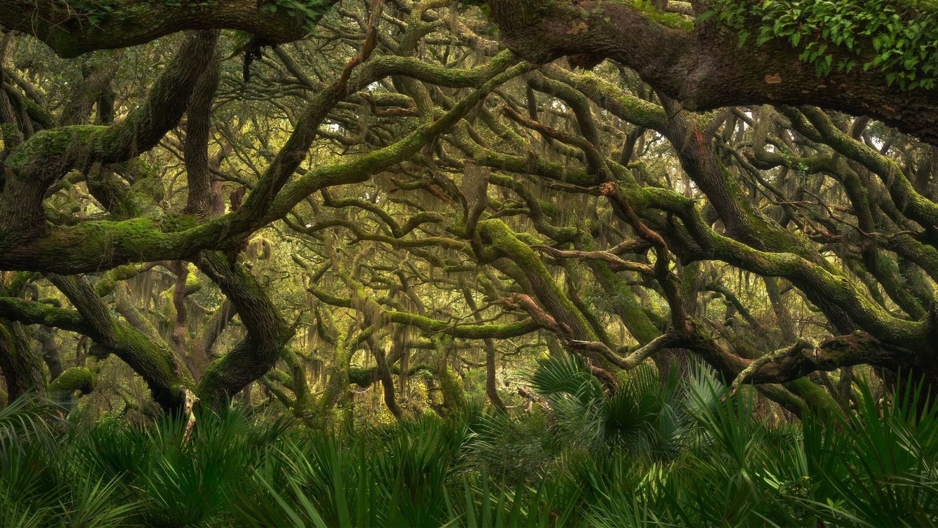 Foresta marittima nel Cumberland Island National Seashore, Georgia, USA