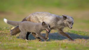 Papà e piccolo di volpe rossa, Washington, Stati Uniti (© Chase Dekker/Minden Pictures)(Bing Italia)