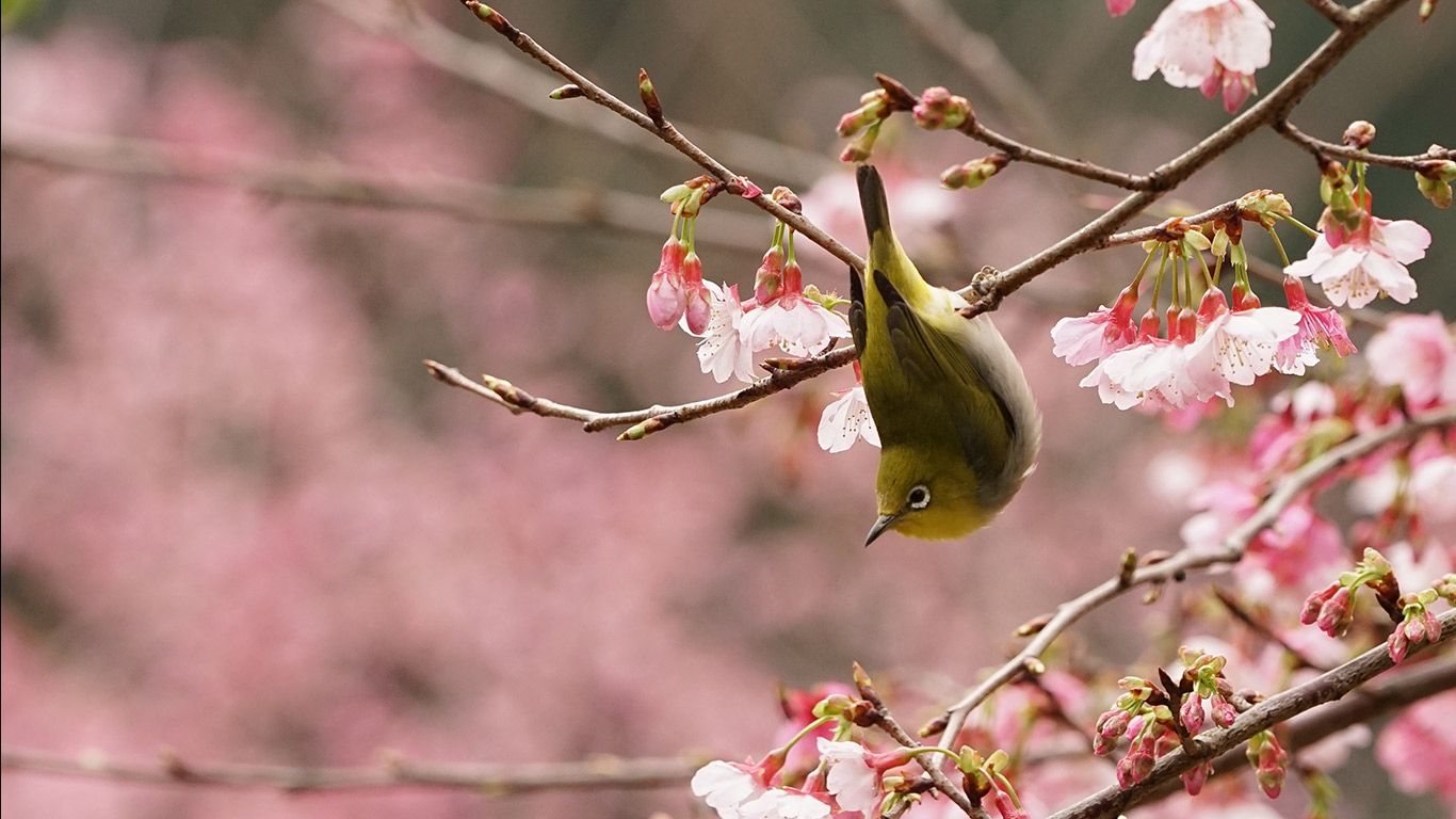 Japanese white-eye bird in a cherry tree