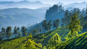 慕那尔山区的茶园，印度喀拉拉邦 (© SvitlanaBelinska/iStock/Getty Images Plus)(Bing China)