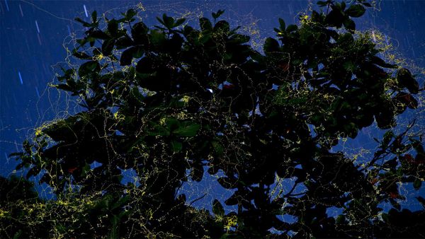 Fireflies surround an Indian almond tree in Camarines Sur, Luzon, Philippines