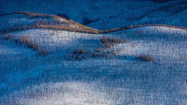 Fire-damaged forest near Wolf Creek Pass, Colorado