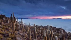 玻利维亚乌尤尼盐湖的仙人掌岛 (© Alex Saberi/Getty Images)(Bing China)