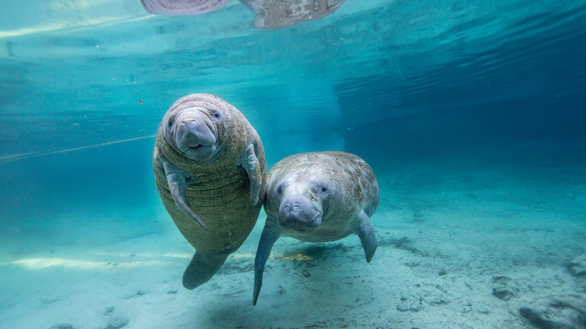 Juvenile manatees in a freshwater spring, Crystal River, Florida, United States