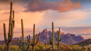 Saguaro cacti, Ironwood National Monument, Arizona (© Jack Dykinga/Minden Pictures)(Bing Australia)