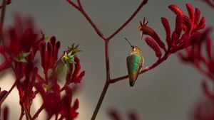 Colibri d'Allen perché sur la plante patte de kangourou rouge (© GypsyPictureShow/Shutterstock)(Bing France)