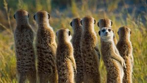 博茨瓦纳卡拉哈里沙漠中的狐獴 (© Aluma Images/Getty Images)(Bing China)
