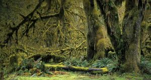 Arbres recouvert de mousse dans la forêt humide de Hoh, parc national Olympique, État de Washington, États-Unis -- imagebroker rf/photolibrary &copy; (Bing France)