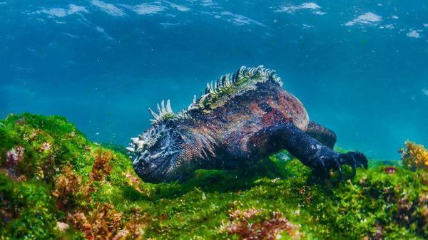 Marine iguana eating algae off Fernandina Island, Galapagos Islands, Ecuador