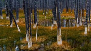 黄石国家公园内一场森林火灾后的景象，美国怀俄明州 (© Stephanie Coffman/Tandem Motion + Stills)(Bing China)