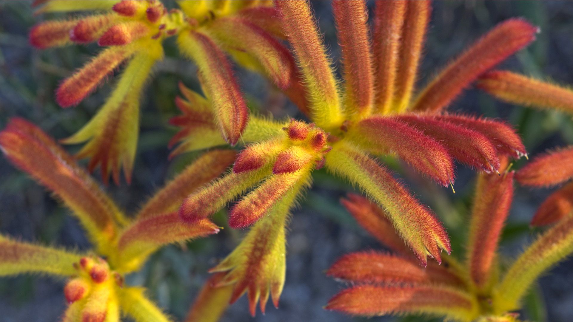 Catspaw (Anigozanthos humilis) flowers, Yilliminning Rock Reserve, Western Australia