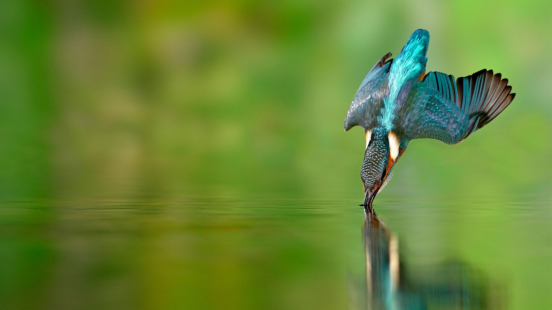 Martin-pêcheur en chasse dans une rivière de Lorraine