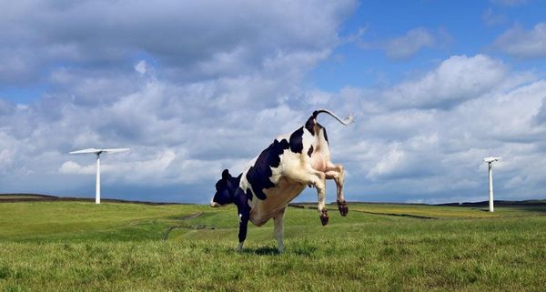 TurbineCow