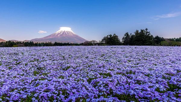 富士山と芝桜, 山梨県 富士河口湖町
