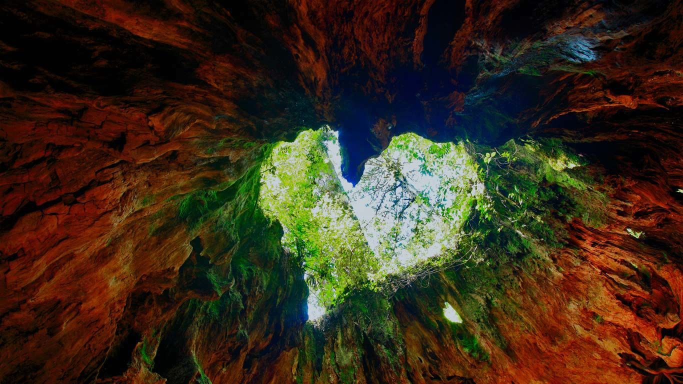 Wilson Stump on Yakushima Island, Japan