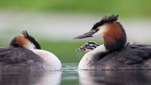 Great crested grebes with chick (© Jasper Doest/Minden Pictures)(Bing New Zealand)